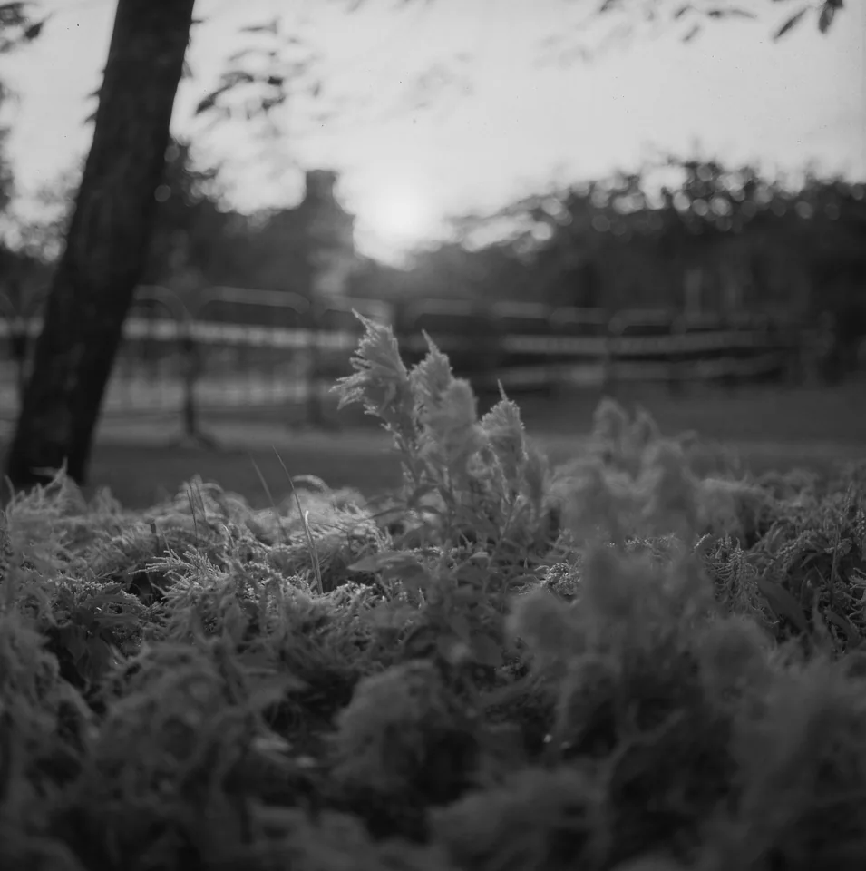 Small plants in soft black-and-white light